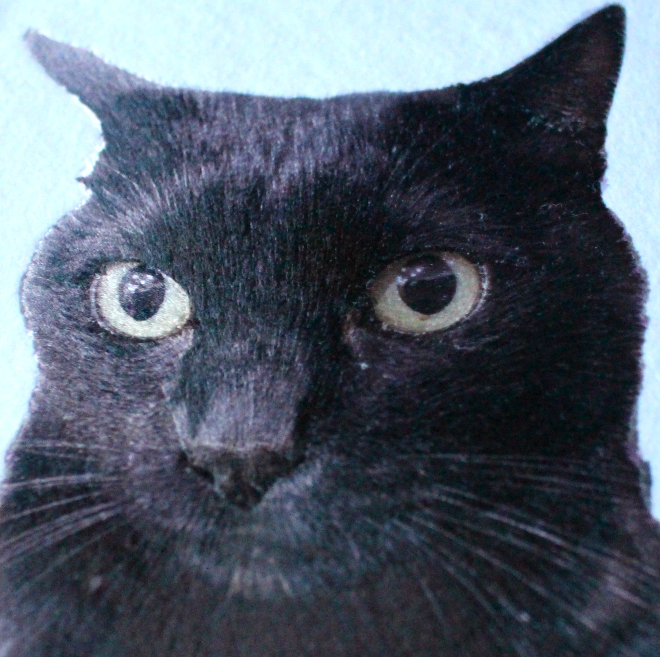 黒猫の生刺繍作品、るなちゃんの表情を再現